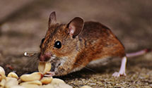 24 Hour & Emergency Exterminators in Fernville, PA